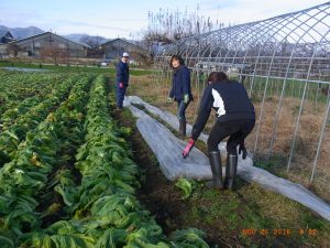 11月26日の青菜畑