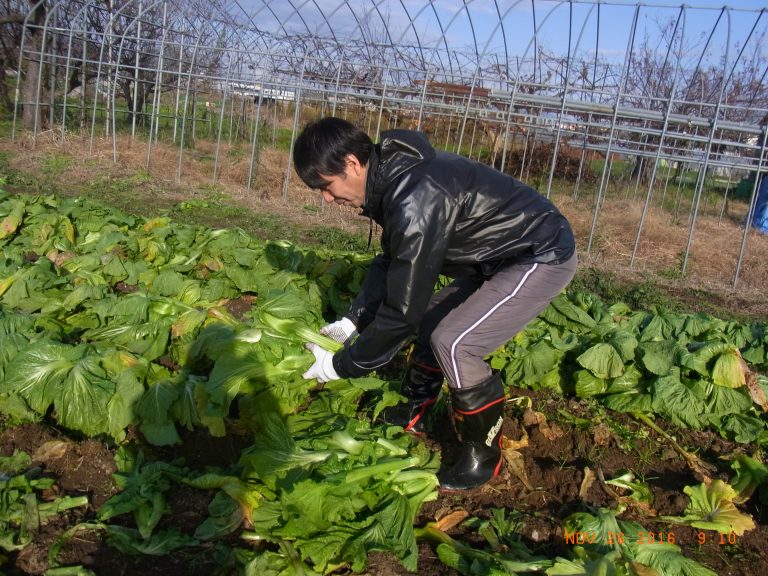 今年最後の収穫作業1