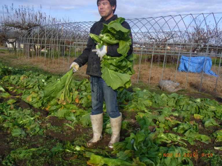 今年最後の収穫作業2