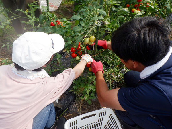 ファームでのトマトの収穫