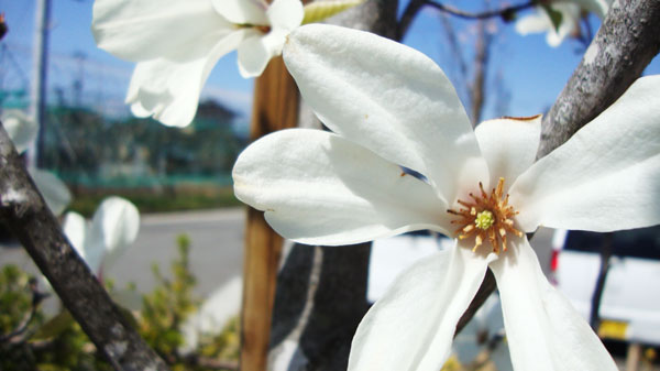 お庭の花こぶしの写真です。花言葉は歓迎です。